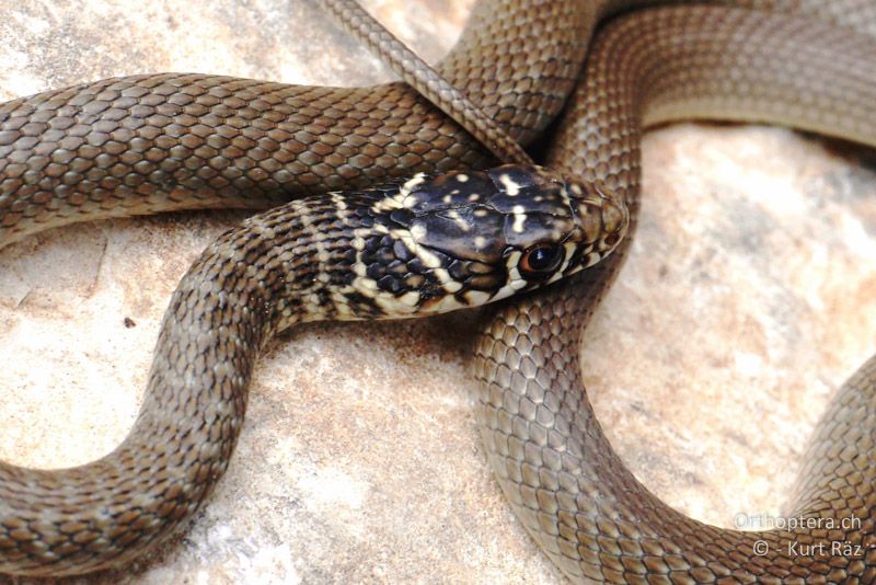 Juveniles Tier der Gelbgrünen Zornnatter (Hierophis viridiflavus) - FR, Mont Ventoux, 04.07.2014