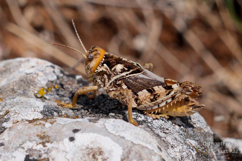 Gesägte Steinschrecke (Prionotropis hystrix azami) ♂ - FR, Col des Portes, 06.07.2014