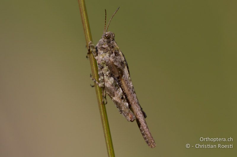 Tetrix ceperoi ♀ - CH, VD, Cudrefin, 06.09.2013