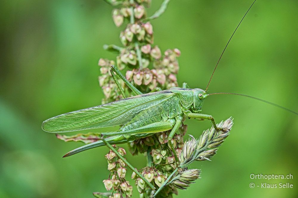 Grünes Heupferd (Tettigonia viridissima) ♀ - HR, Istrien, Bokordići, 19.06.2016