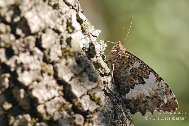 Perfekte Tarnung des Weissen Waldportiers (Brintesia circe) - FR, Plateau d'Aumelas, 11.07.2014