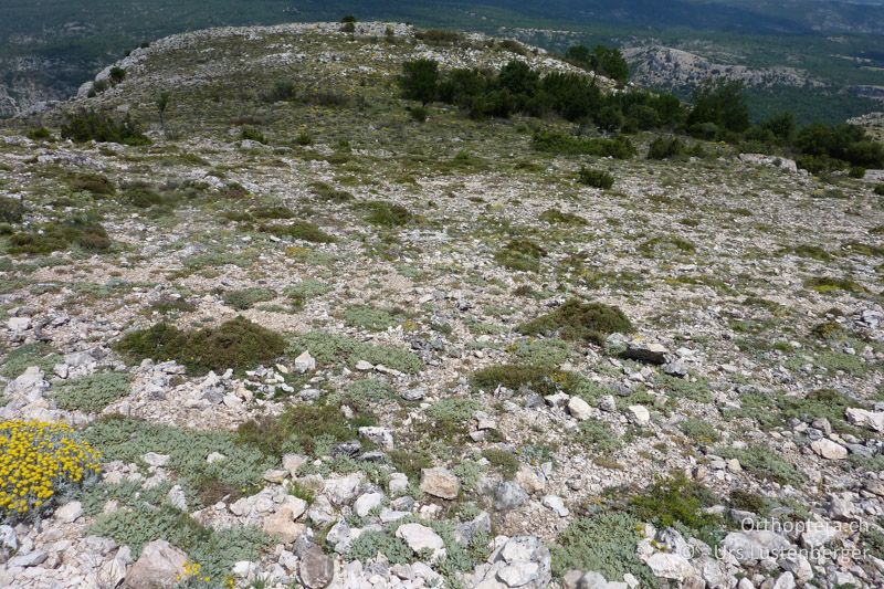 Lebensraum der Steinschrecke Prionotropis hystrix azami am Pic des Mouches - FR, Col des Portes, 06.07.2014