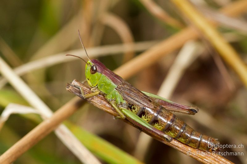 Pseudochorthippus parallelus ♀ - AT, Vorarlberg, Grosses Walsertal, 05.10.2012