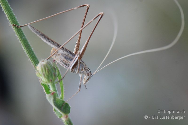 Die filigrane Lilienblatt-Sichelschrecke (Tylopsis liliifolia) - FR, Rians, 06.07.2014