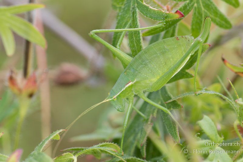 Isophya modestior ♀ - AT, Niederösterreich, Eichkogel bei Mödling, 04.07.2016