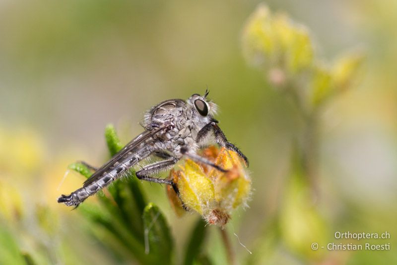 Raubfliege (Asilidae) - HR, Istrien, Premantura, 05.06.2014