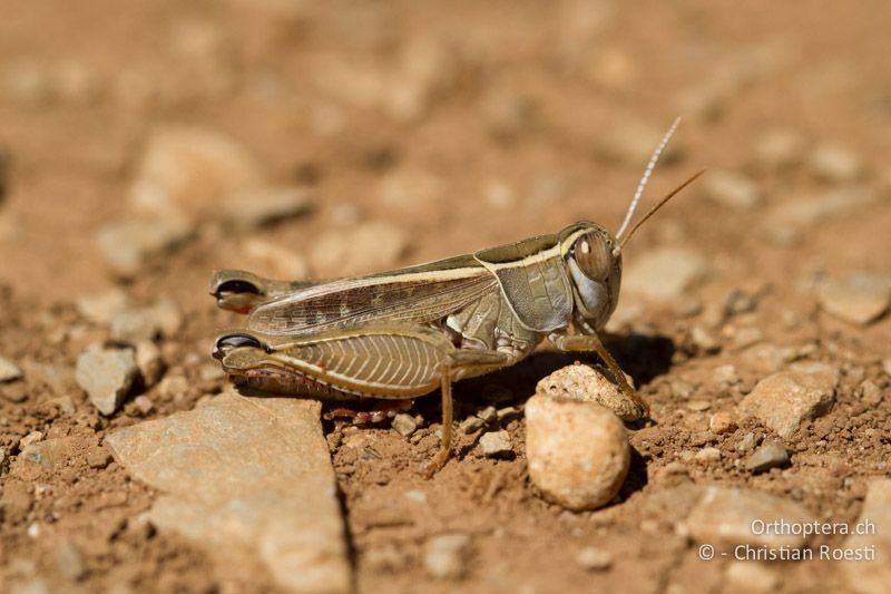 Calliptamus wattenwylianus ♂ - FR, Plateau d'Aumelas, 11.07.2104