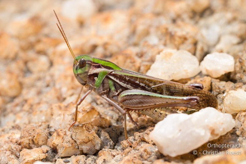 Gastrimargus sp. - SA, Nort West, Rustenburg, Magaliesberg, 15.01.2015