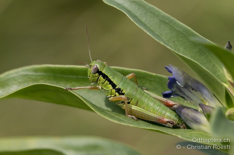 Micropodisma salamandra ♀ - HR, Istrien, Račja Vas, Dol, 24.07.2015