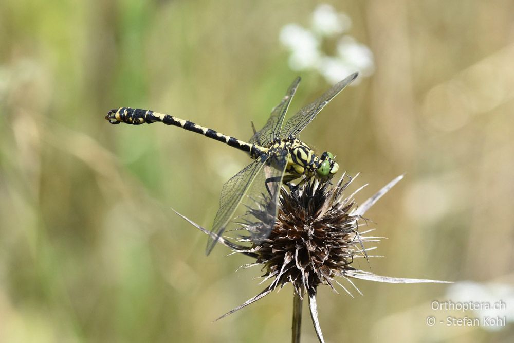 Kleine Zangenlibelle (Onychogomphus forcipatus forcipatus) ♂ - BG, Sofia, Gorna Malina, 11.07.2018