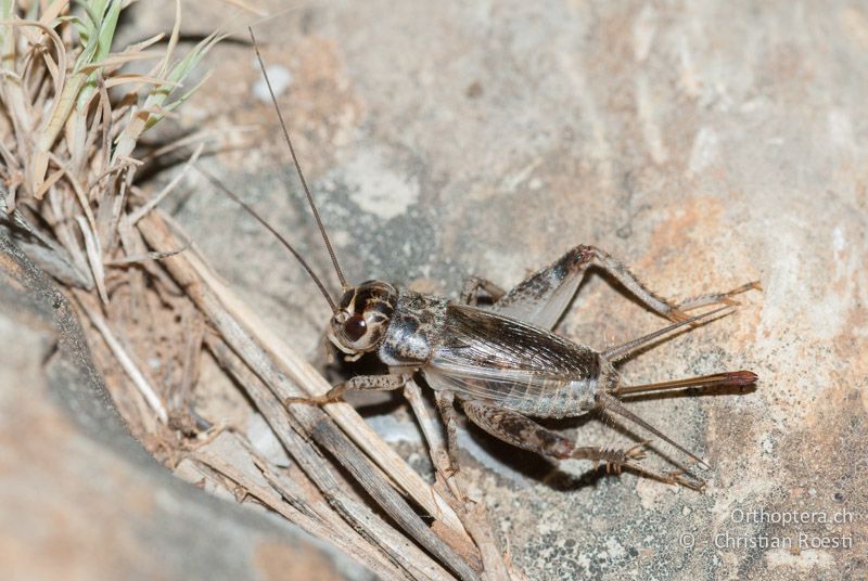 Eumodicogryllus bordigalensis ♀ - FR, Gard, Saint-Hippolyte-du-Fort, 29.05.2009