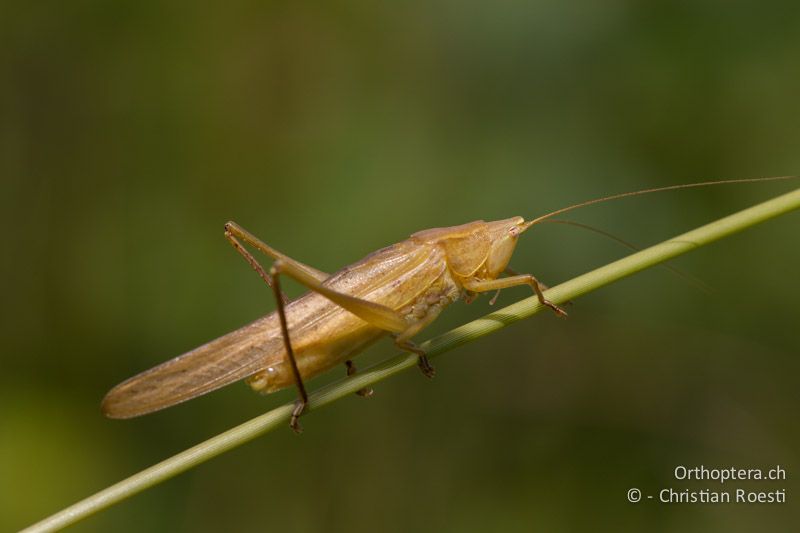 Ruspolia nitidula ♂ - CH, VD, Cudrefin, 25.08.2011