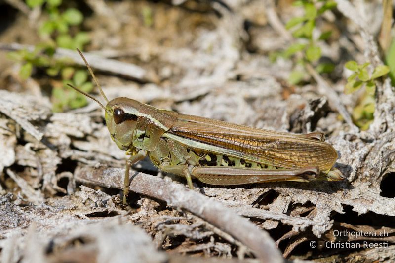 Stethophyma grossum ♀ - CH, VD, Cudrefin, 06.09.2013