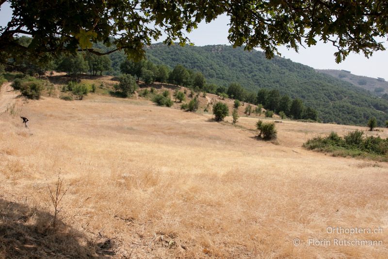 Ausgetrocknete Steppenlandschaft - GR, Thessalien, Meteora, 17.07.2012