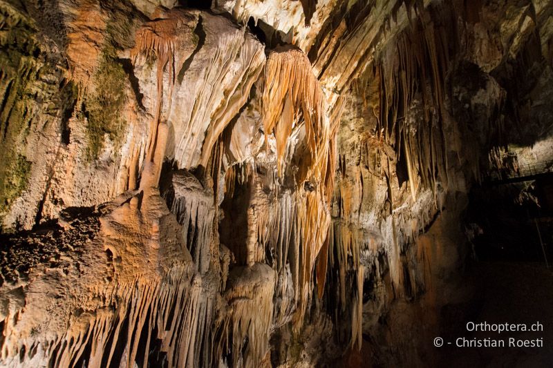 Tropfsteinhöhle Postojna - Slowenien, Notranjsko-Kraška, Postojna, 31.05.2014