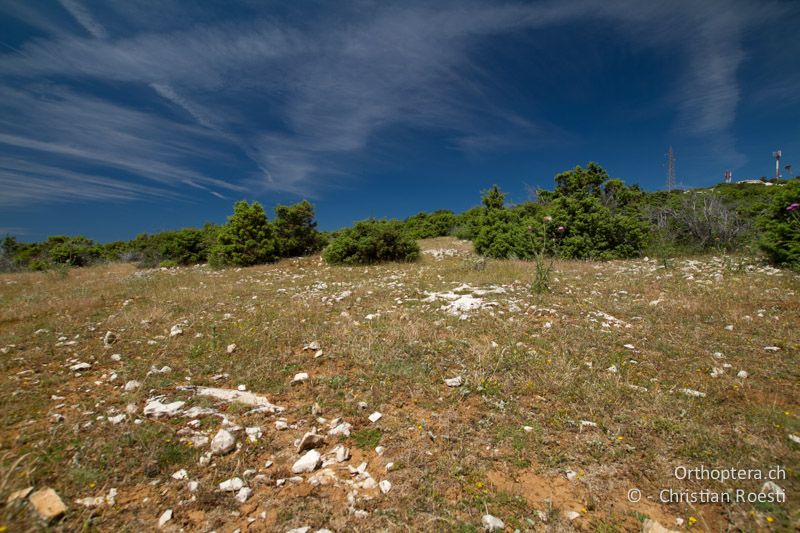 Lebensraum von Stenobothrus fischeri und Dociostaurus marrocanus - HR, Primorje-Gorski, Kornić, 07.06.2014