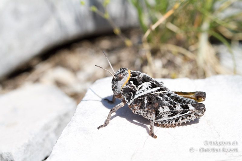 Prionotropis hystrix hystrix ♀ im letzten Larvenstadium - HR, Primorje-Gorski, Učka, 11.06.2014