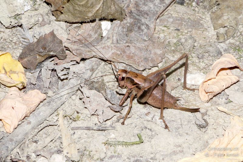 Gewöhnliche Strauchschrecke, Pholidoptera griseoaptera - HR, Istrien, Pazin, 21.07.2015