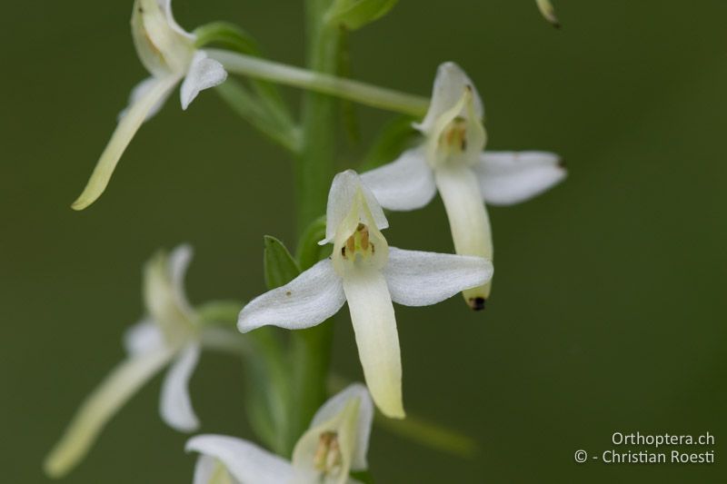 Weisses Breitkölbchen (Platanthera bifolia) - HR, Istrien, Račja Vas 25.06.2016