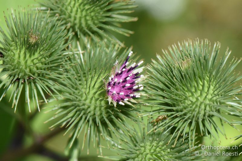 Grosse Klette am Erblühen - BG, Plowdiw, Belovitsa, 10.07.2018