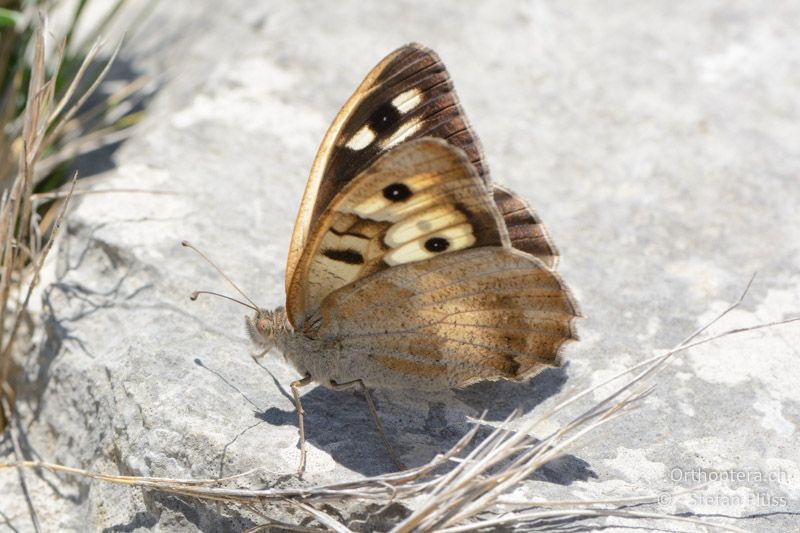 Felsenfalter (Chazara briseis) - FR, Plateau d'Aumelas, 11.07.2014