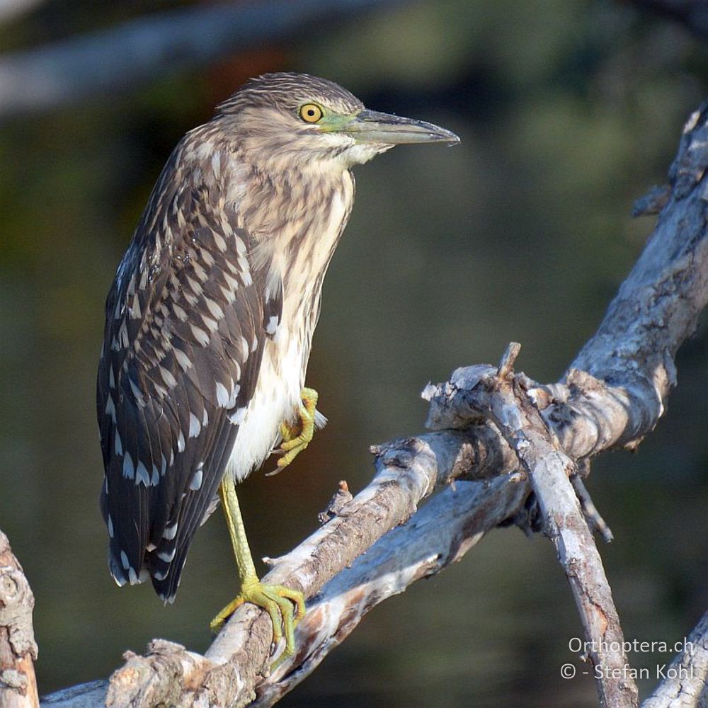 Junger Nachtreiher (Nycticorax nycticorax) - GR, Zentralmakedonien, Kerkini-See, 08.07.2013