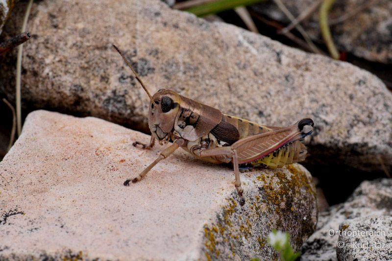 Podisma amedegnatoae ♀ - FR, Mont Ventoux, 04.07.2014