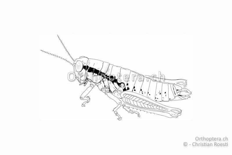 Habitus Micropodisma salamandra ♀