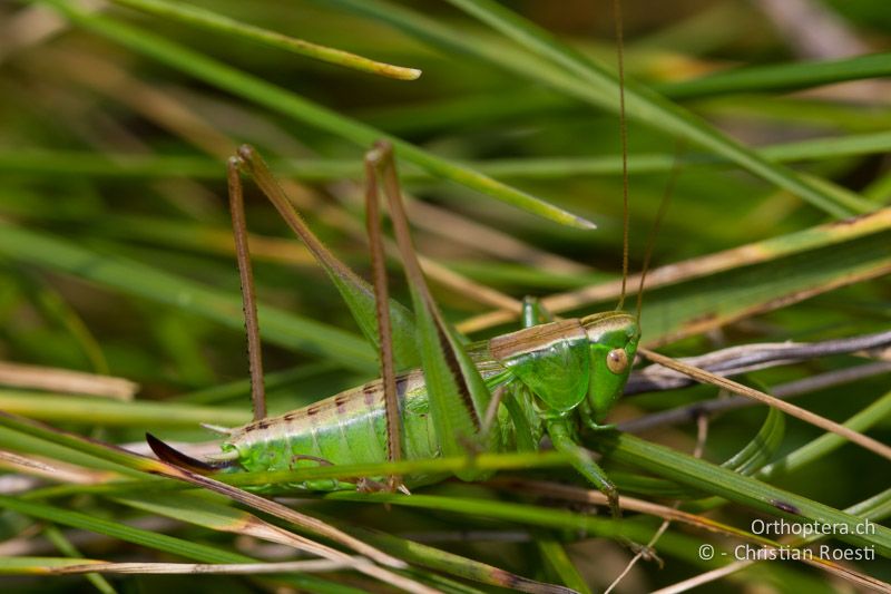 Bicolorana bicolor ♀ - CH, BL, Bubendorf, 18.08.2011