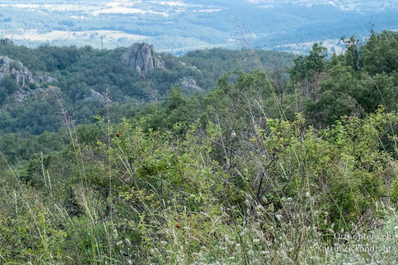 Wunderschöner Lebensraum vom und mit Neuntöter - BG, Pasardschik, Streltscha, 10.07.2018