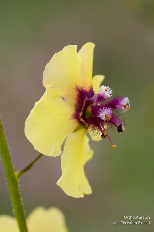 Gelbe Blüte der Violetten Königskerze (Verbascum phoeniceum) Golobradovo bei Krumovgrad, 24.04.2012 (Vielen Dank für die Bestimmung Bojidar Ivanov)