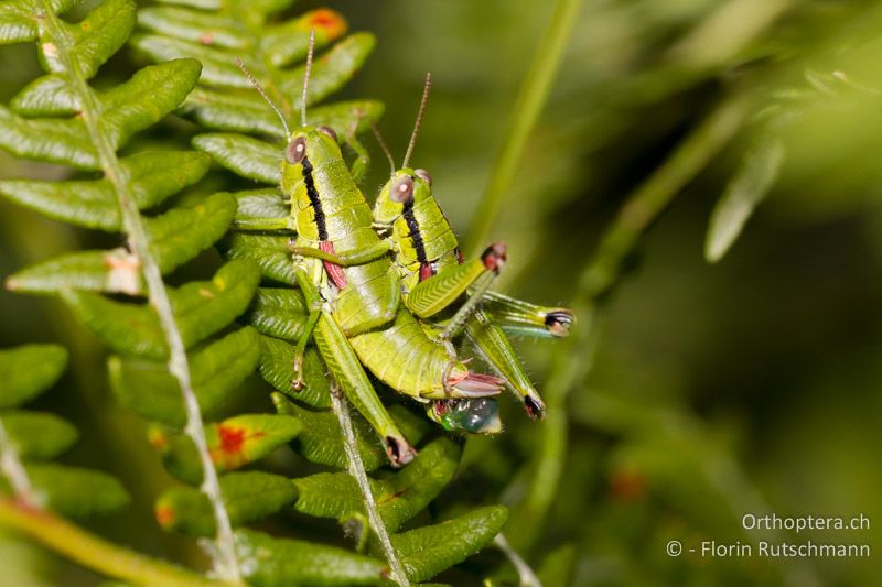 Paarung von Odontopodisma decipiens insubrica - CH, TI, Mergoscia, 02.07.2011