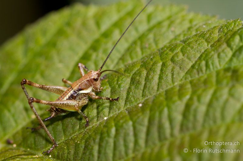 Larve eines ♀ von Antaxius pedestris - CH, TI, Mergoscia, 02.07.2011