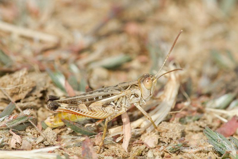 Dociostaurus brevicollis ♂ - GR, Thessalien, Meteora, 17.07.2012