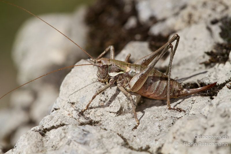 Antaxius difformis ♀ - CH, TI, Mt. Generoso, 15.09.2012