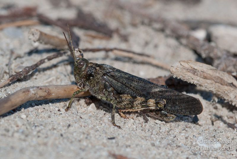 Bryodemella tuberculata ♂ - DE, Bayern, Vorderriss, 03.08.2008