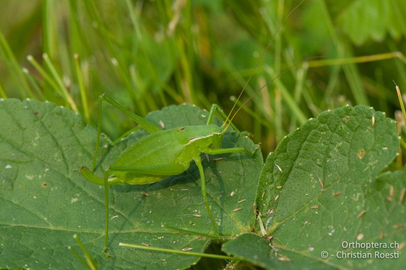 Isophya modestior ♀ - AT, Kärnten, Neuhaus an der Drau, 25.06.2010