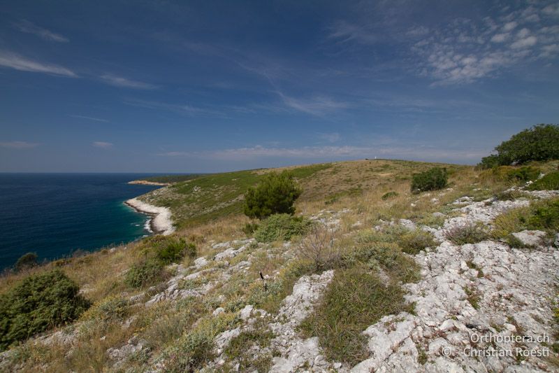 Garrigue an der Küste - HR, Istrien, Premantura, 05.06.2014