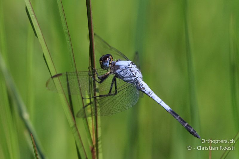 Nesciothemis farinosa, Eastern Blacktail ♂ - SA, Limpopo, Nylsvlei Nature Reserve, 31.12.2014