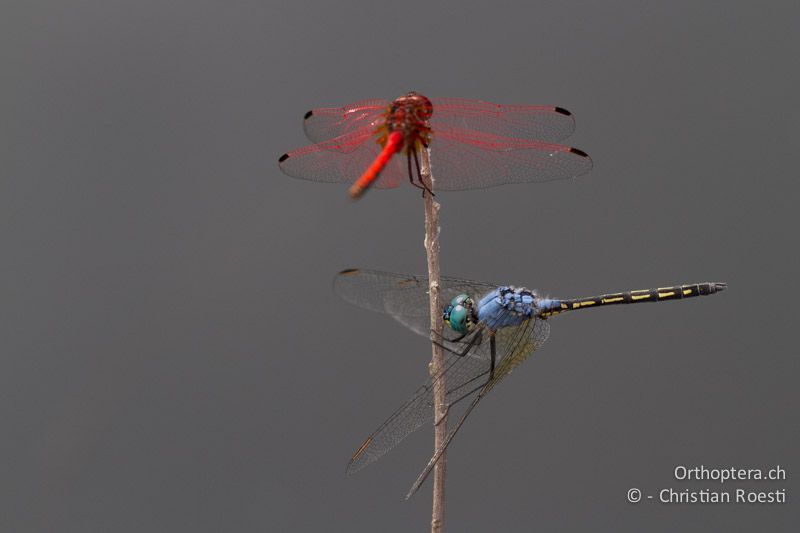 Trithemis arteriosa, Red-veined Dropwing ♂ und Trithemis stictica, Jaunty Dropwing ♂ - SA, Mpumalanga, Matibidi, Blyde Canyon Forever Resort, 09.01.2015