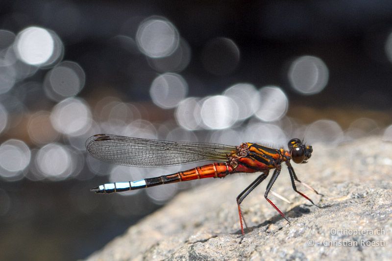 Platycypha fitzsimonsi, Fitzsimon's Jewel ♂ - SA, Mpumalanga, Dullstroom, Field & Stream Lodge, 13.01.2015