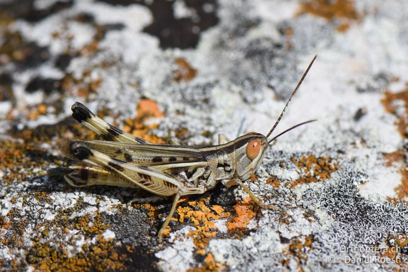 Ramburiella turcomana ♂ - BG, Chaskowo, Matochina, 09.07.2018