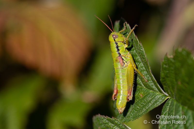 Pseudopodisma fieberi ♀ - HR, Dalmatien, Otric, 01.08.2022