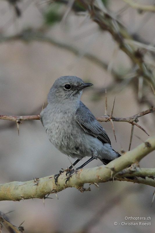 Schwarzschwanz (Blackstart, Cercomela melanura). Palästina, 10.05.2011