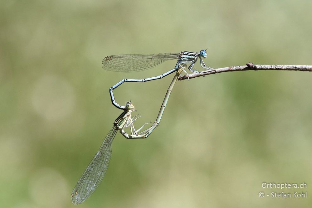 Blaue Federlibelle (Platycnemis pennipes) ♂♀ - BG, Plowdiw, Belovitsa, 10.07.2018