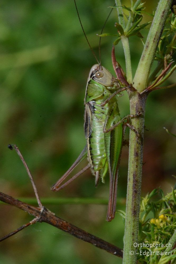 Metrioptera arnoldi ♂- BG, Sofia, Kopriwschtiza, 11.07.2018