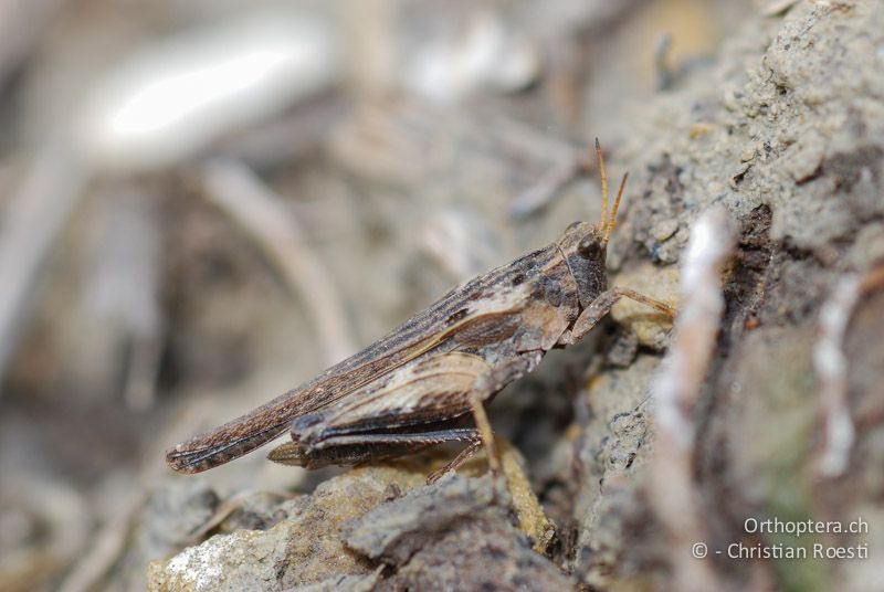 Tetrix subulata ♀ - CH, BE, Wasen, 12.05.2009