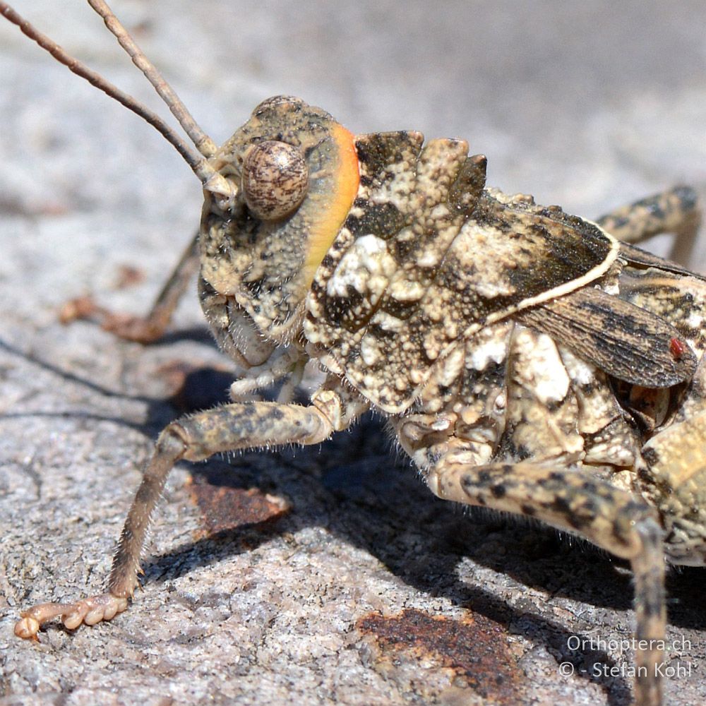 ♂ der Steinschrecke Glyphotmethis heldreichi heldreichi - GR, Thessalien, 13.07.2013