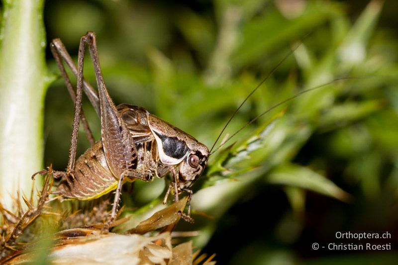 Pholidoptera fallax ♂, singend. Die Flügel sind hier maximal geöffnet und der Kopf ist stark nach vorne gebeugt - CH, TI, Bellavista, Mt. Generoso, 03.09.2013