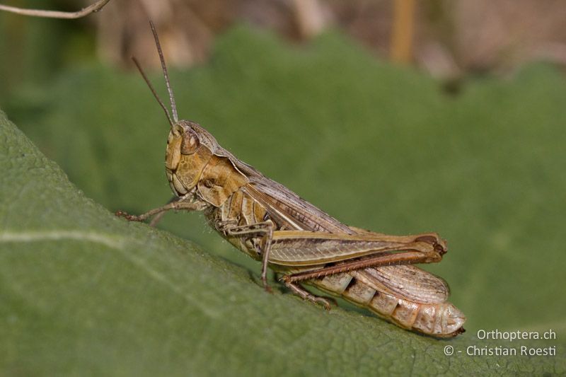 Chorthippus mollis ♀ - CH, VD, Chamblon, 06.09.2013